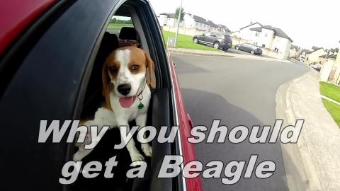 Why you should get a beagle dog #2