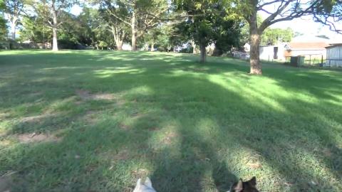 Malamute & Husky find friendly Golden Retriever whilst ex...