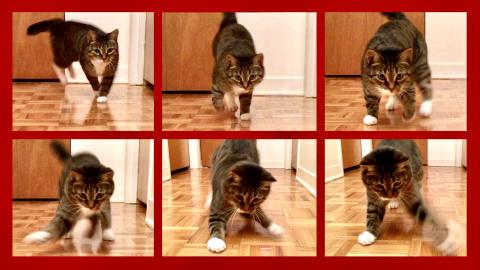 Kiara vs the Laser / Funny Cat Video 