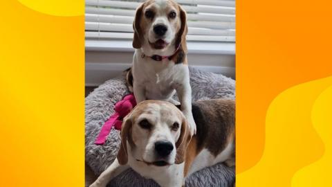 Why my beagles would not survive in the wild part 2 