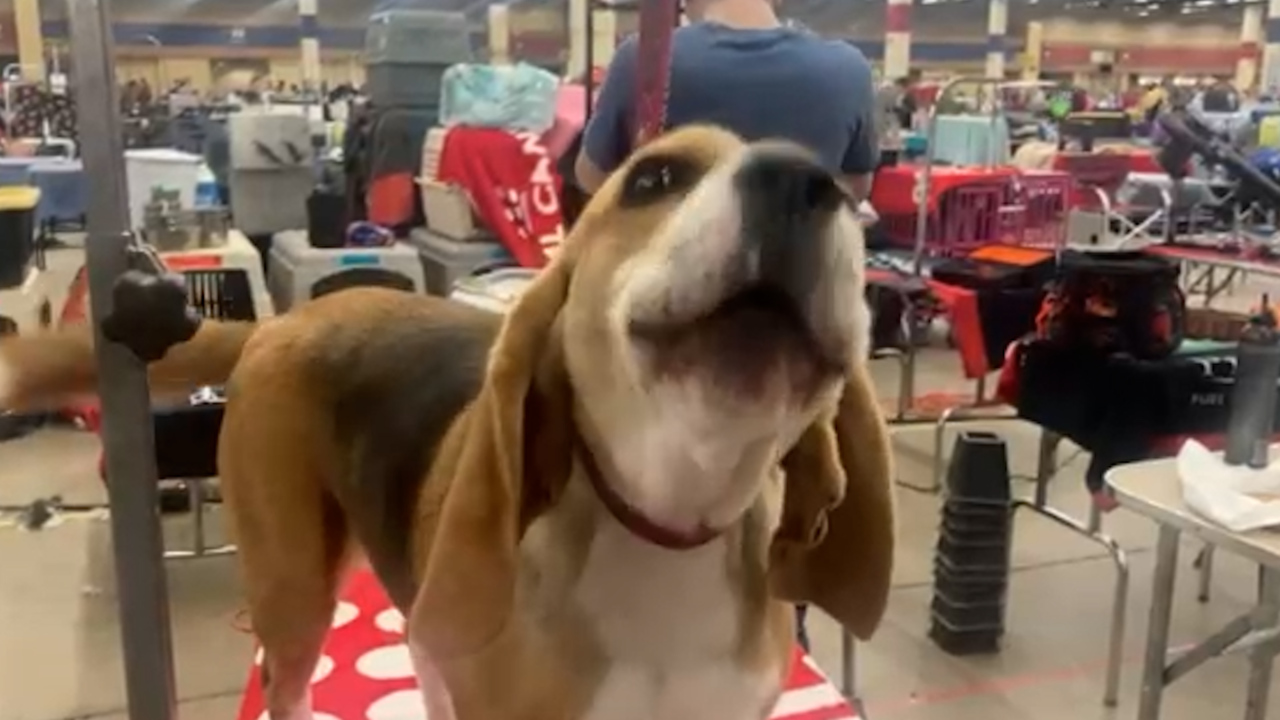 Fort Worth goes to the dogs at annual Fort Worth Kennel Club show