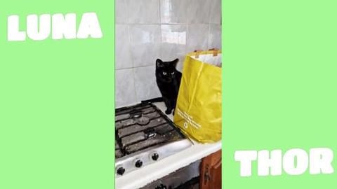 Don't touch my shopping