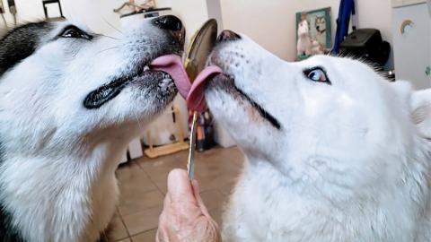 Romantic Moment With Husky & Malamute | Lady & The Tramp ...