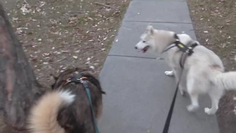 Visit to a off-leash dog park
