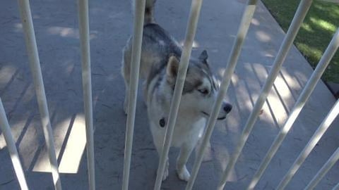 Girlfriend husky didn't leave any water for her boyfriend...