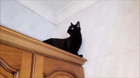 Luna Exploring The Kitchen Part 2