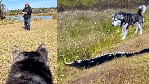 Malamute Reacts To Huge Alligator After Warning Stranger ...