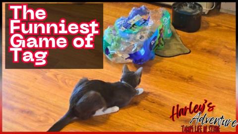 He Tried Tagging the Wrong Cat