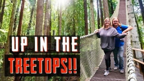 A Redwood National/State Park Must-Do! (Nearby) | Redwood...