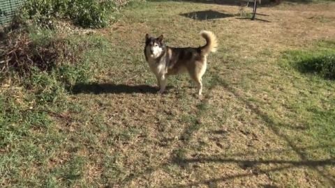 Huskies getting free electricity to run the Air Condition...