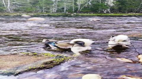 Huskies In The Water – Hot Day | Funny Dogs Video 
