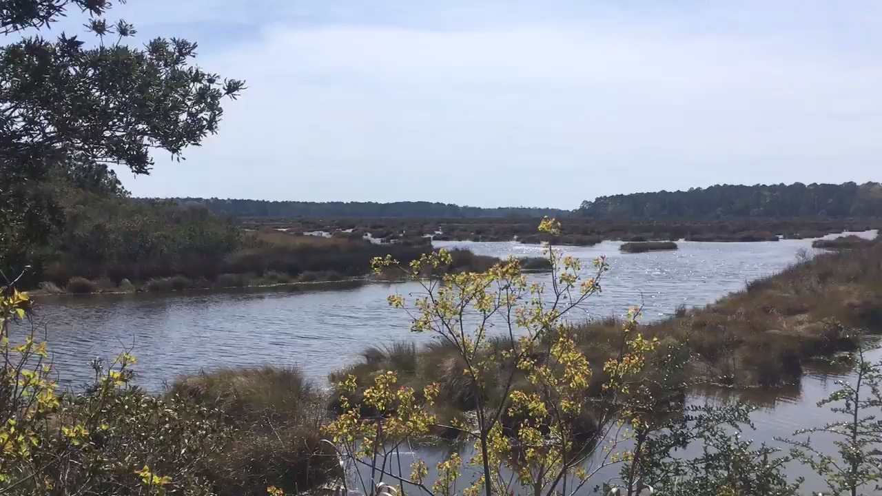 Bear Island Wildlife Management Area, owned by the SC Department of ...