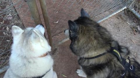 Husky's enjoying freedom at the park