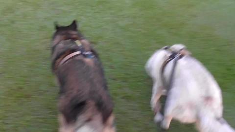What does a Husky think seeing horses for first time?