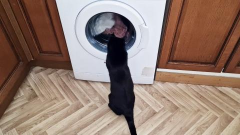 Luna is mesmerized by the washing machine