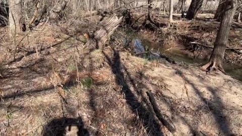 Cat in nature. Relaxing nature sounds of birds, water. 