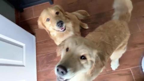 LIVE Surprised My Dog with Two Ladies