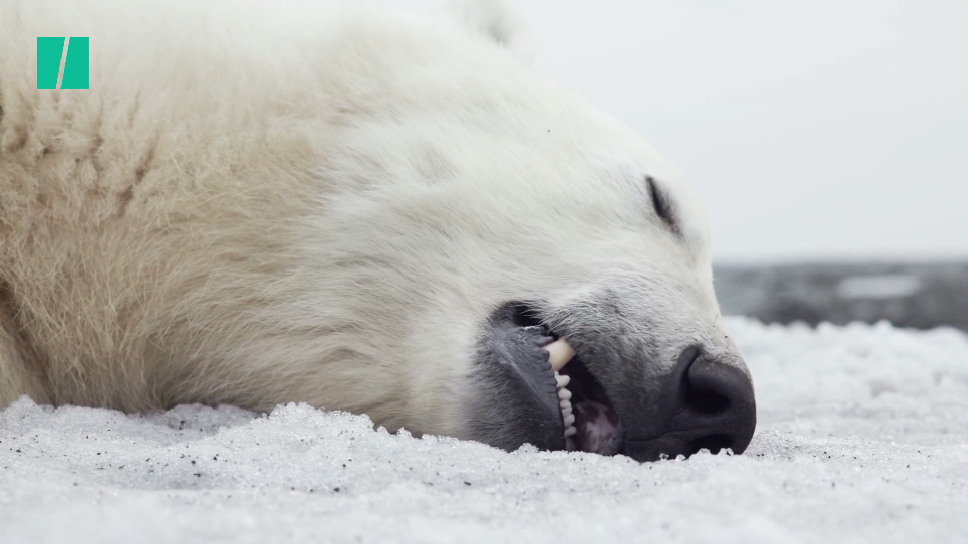 Deadly Attack In Alaska Triggers Renewed Interest In Polar Bear