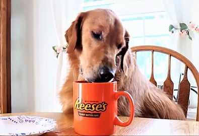 Funny Dog Drinks Morning Coffee/Water!