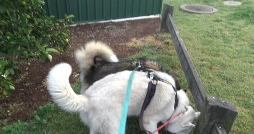 Stranger moved into Eddies house, Huskies want Bush Turke...