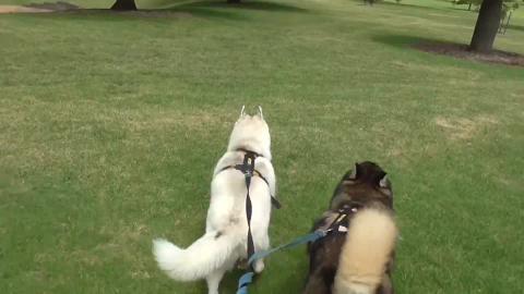 Husky Queen visits Queens Park Toowoomba