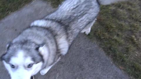 United Nations of dog breeds at the dog park
