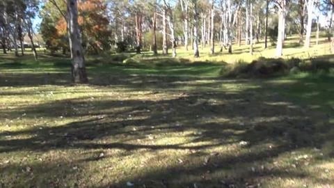 Wolf found a sand pit and tests the sand