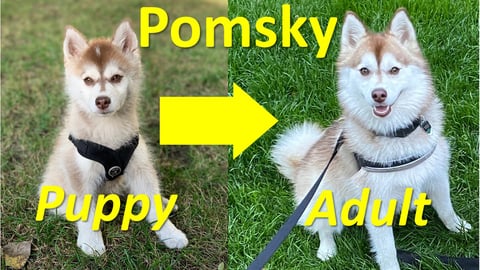 What do adult Pomskies look like - Journey from cute Poms...