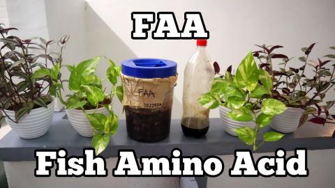 FAA or FISH AMINO ACID | How to make fish amino acid | Ho...