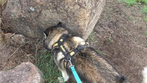 Husky hike around Perseverance Dam