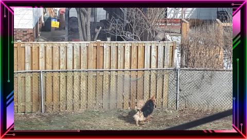 A Possum Friend Came To Visit 