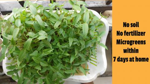 How to grow microgreens at home without using soil or fer...
