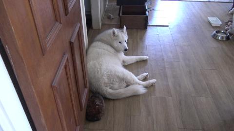 Beautiful wrens flying and playing