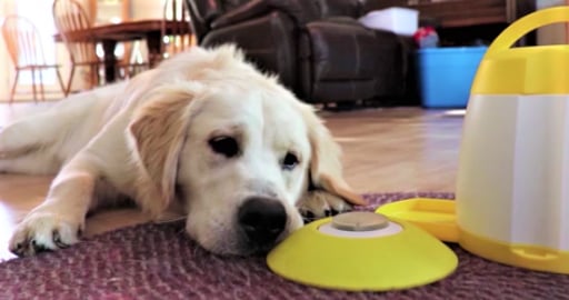 Does Golden Retriever Dog Finn Master The Treat Food Disp...