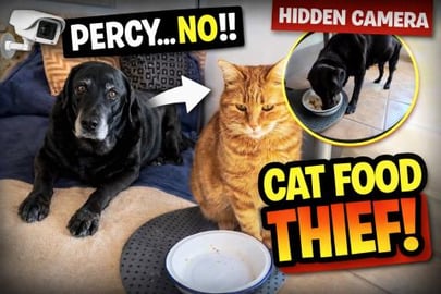 Hidden Camera Reveals What Percy Does When We Leave the H...