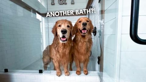 LIVE Bathing My Muddy Dogs Q&A
