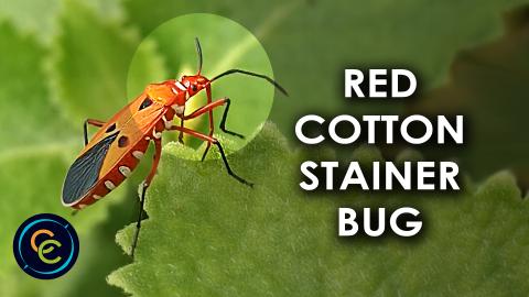 Red cotton stainer bug on an oregano plant leaf