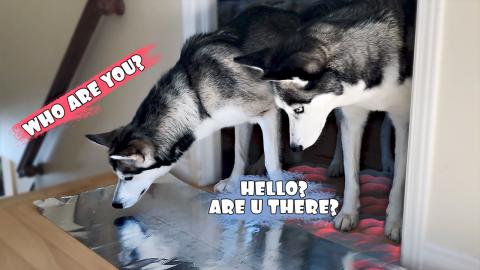 Foil Challenge! Do Huskies Walk On Aluminium Foil? | Funn...