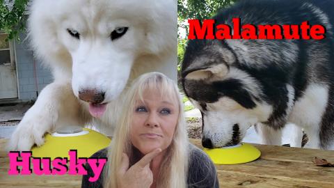 Husky VS  Malamute | Intelligence Test
