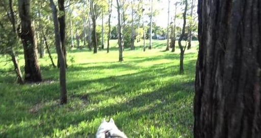 Strange walk only having one dog