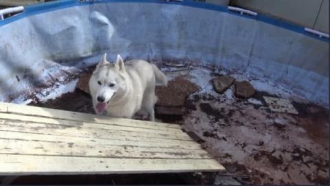 Hot day for huskies. We cool off in the pool, have frozen...