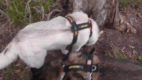 Malamute & Husky visit pony club