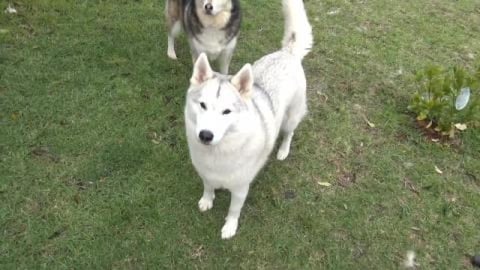 Malamute & husky weather, so cold I was shaking