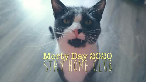 low budget ways to entertain your cat | stay home