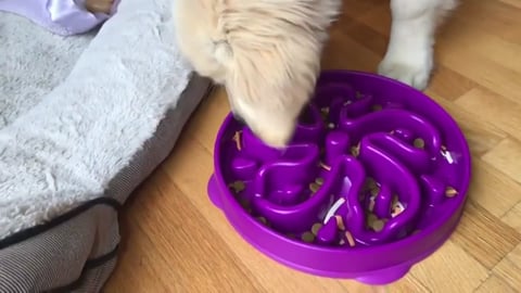 Lola the Golden Retriever Puppy and her Purple Puzzle Bow...