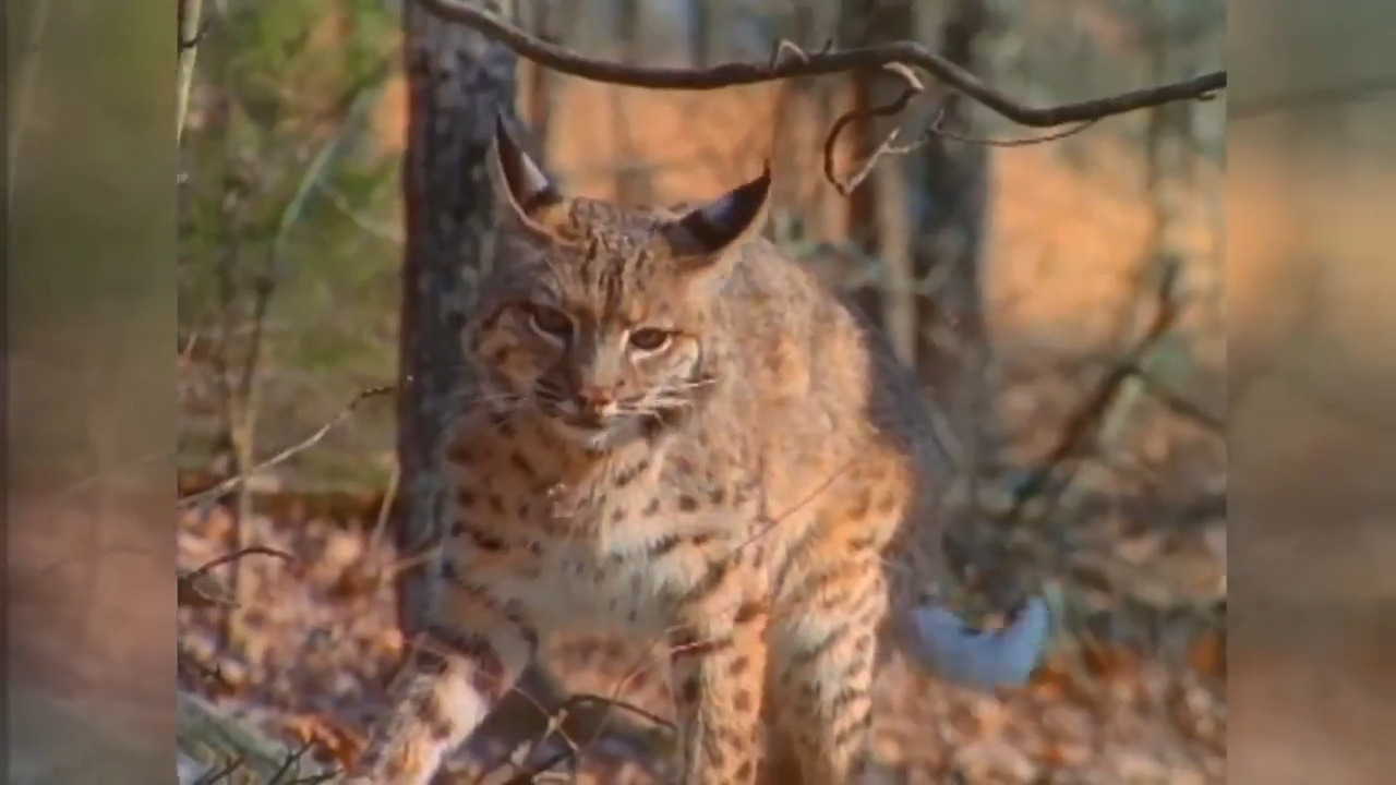 Bobcat kittens! PSE&G workers make furry discovery 