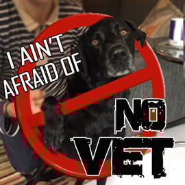 Percy Visits Forest Vetinary in Epping