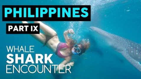 SWIMMING WITH WHALE SHARKS OF OSLOB // PHILIPPINES TRAVEL...