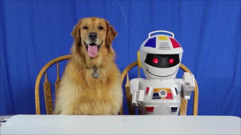 Funny Golden Retriever Dog Plays With Emiglio The Robot!