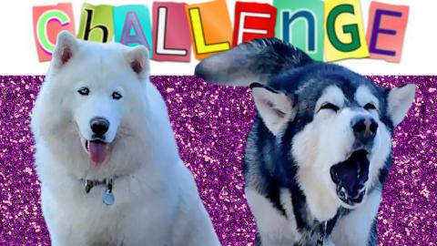 Take A Treat If Challenge! Malamute & Husky Will Make You...